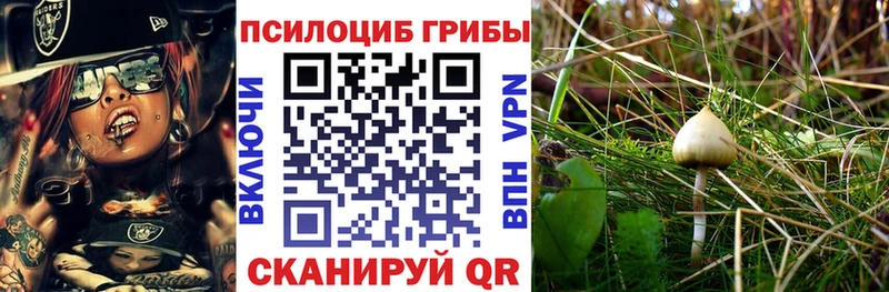 Галлюциногенные грибы Cubensis  Купить закладки  Голицыно 